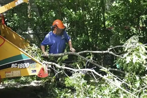 tree services Morrice